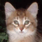 Juri's Cinni, sibirische Katze, Siberian