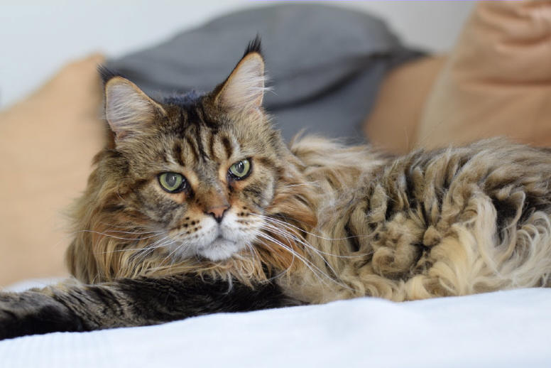 Maine Coon the Fabulous