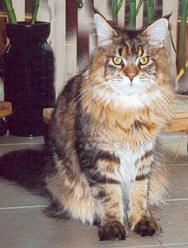Mandela the Fabulous, Maine Coon brown-classic-tabby