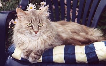 Maine Coon silver-classic-torbie