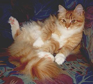 Davy the Fabulous, Maine Coon